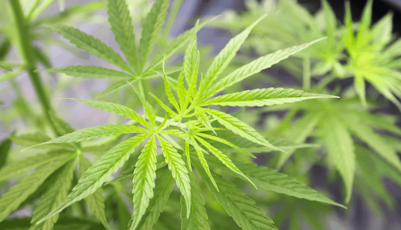 grüne Cannabis Pflanze 